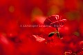 Champ de coquelicots au printemps. (Papaver rhoeas).  France. Claverie 
 La Claverie 
 Papaver 
 Papavéracée 
 Vendée 
 champ 
 coquelicot 
 couleur 
 field 
 fleur 
 flowers 
 macro 
 mai 
 numérique 
 papaver rhoeas 
 photo 
 red 
 rhoes 
 rouge 
 stage 
 France, 