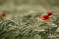 Champ de céréales avec des coquelicots au printemps. (Papaver rhoeas).  France. Claverie 
 France 
 La Claverie 
 Papaver 
 Papavéracée 
 Vendée 
 agriculture 
 cereals 
 champ 
 colors 
 coquelicot 
 couleur 
 crops 
 céréales 
 field 
 fleur 
 flowers 
 macro 
 mai 
 numérique 
 papaver rhoeas 
 pavot 
 photo 
 red 
 rhoeas 
 rhoes 
 rouge 
 stage 
 France, 
 Vendée, 