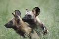 Lycaons, couple en train de s'accoupler. (Lycaon pictus). Central Kalahari Desert. Botswana Accouplement 
 mating 
 peint 
 wild 
 Botswana, 
 Central Kalahari Desert, 
dog,
Lycaon pictus,
lycaon,
pictus,
chien,
sauvage,
peint,
hunting,
reproduction,
copulation,
Afrique,
Africain,
African,
predator, 
prédateur,
carnivore,
endangered,
species,
red list,
Botswana,
 