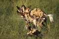 Lycaon, couple en train de s'accoupler. (Lycaon pictus). Central Kalahari Desert. Botswana Accouplement 
 canidé 
 mating 
 menacée 
 painted 
 peint 
 photo 
 queue 
 rare 
 reproduction 
 tail 
 wild 
 Botswana, 
 Central Kalahari Desert, 