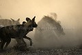 Agression féroce entre une meute de 21 lycaons sur une hyène tachetée (matriarche du groupe).
Nord du Delta de l'Okavango, Botswana
Northern Okavango Delta, Botswana Afrique 
 mammifères 
 lycaons 
 hyène 
 tacheté 
 poussière 
 soir 
 agressivité 
 agression 
 combat 
 rituel 
 antagonisme 
 bataille 
 féroce 
 prédateurs 
 dents 
 savane 
 brousse 
 canidés 
 chien 
 sauvage 
 prédateur 
 concurents 
 pictus 
 crocuta 
 Botswana 
 Okavango 
 Delta 
 Africa 
 mammals 
 Wild 
 Dog 
 Hyena 
 canid 
 dust 
 dusk 
 sunset 
 ambiance 
 battle 
 endangered 
 assault 
 perennial 
 Crocuta 
 Lycaon 
 pictus 
 fighting 