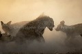 Agression féroce entre une meute de 21 lycaons sur une hyène tachetée (matriarche du groupe).
Nord du Delta de l'Okavango, Botswana
Northern Okavango Delta, Botswana Afrique 
 mammifères 
 lycaons 
 hyène 
 tacheté 
 poussière 
 soir 
 agressivité 
 agression 
 combat 
 rituel 
 antagonisme 
 bataille 
 féroce 
 prédateurs 
 dents 
 savane 
 brousse 
 canidés 
 chien 
 sauvage 
 prédateur 
 concurents 
 pictus 
 crocuta 
 Botswana 
 Okavango 
 Delta 
 Africa 
 mammals 
 Wild 
 Dog 
 Hyena 
 canid 
 dust 
 dusk 
 sunset 
 ambiance 
 battle 
 endangered 
 assault 
 perennial 
 Crocuta 
 Lycaon 
 pictus 
 fighting 