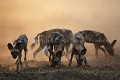 Meute de Lycaons le soir dans la poussière, après un combat féroce avec une hyène. Jeunes et adultes.
Nord du Delta de l'Okavano, Botswana.
Northern Okavango Delta, Botswana. Afrique 
 mammifère 
 chien 
 sauvage 
 lycaon 
 pictus 
 prédateur 
 chiot 
 terrier 
 carnivore 
 canidé 
 jeux 
 Africa 
 mammal 
 Wild 
 Dog 
 predator 
 canid 
 endangered species 
 threatened 
 den 
 young 
 playing 