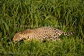 Jaguar sauvage, male adulte, sur les berges de la rivière Cuiaba. Pantanal, Mato Grosso, Brésil.
Pantanal, Mato Grosso, Brésil.
(Panthera onca) Amerique du sud 
 Amérique latine 
 Brazil 
 Bresil 
 Brésil 
 Cuiaba 
 Jaguar 
 Latin 
 Latin America 
 Pantanal 
 Rio 
 South America 
 bank 
 berge 
 cat 
 ecotourism 
 félin 
 onca 
 onça 
 prédator 
 rare 
 river 
 river bank 
 rives 
 rivière 
 tacheté 
 wild 
 écotourisme 
 Brazil, 
 Pantanal, 