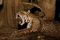 Hugo, male Wild Jaguar of the Pantanal, shot at night with a spot light.
Hugo, male jaguar sauvage, pris en photo de nuit avec une puissante torche sur les rives de la rivière Cuiaba. Mato Grosso. Brésil.
(Panthera onca palustris) Brazil 
 Bresil 
 Brésil 
 Pantanal 
 WILSON 
Rio,
Cuiaba,
rivière,
Panthera ,
onca,
palustris,
cat,
félin,
prédateur,
carnivore,
predator,
Brazil,
Brésil,
mammal,
mammifère,
nocturne,
nocturnal,
night,
 