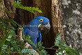 Ara Hyacinthe , sauvage -- (Anodorhynchus hyacinthimus)  Pantanal. Brésil.
 Ara 
 Hyacinth 
 Hyacinthe 
 Macaw 
 Pantanal 
 beak 
 beau 
 beautiful 
 bec 
 bleu 
 blue 
 endangered 
 jaune 
 protected 
 protégé 
 péroquet 
 yellow ,
Anodorhynchus,
 hyacinthimus 