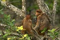 Famille de Singes nasiques dans la mangrove a marée basse.
(Nasalis larvatus)
Sarawak State. Bako National Park.
Borneo, Malaysia. arbre 
 bébé 
 danger 
 espèce 
 famille 
 gros nez 
 infant 
 jeune 
 littoral 
 mammifère 
 mangrove 
 mer de Chine 
 Nasalis 
 Nasalis larvatus 
 Nasique 
 nez 
 primate 
 Probocis 
 ridicule 
 rigolo 
 Sarawak 
 singe 
 MALAYSIA, 