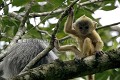 Jeune Semnophitheque a coiffe ou Langur a crete . 
(Trachypithecus cristatus) or (Presbytis cristata).
Borneo, Sarawak State.
Bako National Park.
Malaysia. arbre 
 Asie 
 Bako 
 bebe 
 Borneo 
 canope 
 drole 
 foret 
 Grey Leaf M 
 infant 
 jeune 
 Langur 
 langur 
 Malaisie 
 mammifere 
 orange 
 Parc National 
 Parc National de Bako 
 primate 
 Sarawak 
 singe 
 Trachypithecus cristatus 
 BORNEO, Malaisie, 
 Sarawak, BORNEO, 