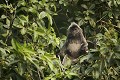 Semnophitheque a coiffe ou Langur a crete . 
Silvered Langur.
(Trachypithecus cristatus) or (Presbytis cristata).
Borneo, Sarawak State.
Bako National Park.
Malaysia. 
 arbre 
 Asie 
 Bako 
 bebe 
 Borneo 
 canope 
 drole 
 foret 
 Grey Leaf M 
 infant 
 jeune 
 Langur 
 langur 
 Malaisie 
 mammifere 
 orange 
 Parc National 
 Parc National de Bako 
 primate 
 Sarawak 
 singe 
 Trachypithecus cristatus 
 BORNEO, Malaisie,  