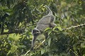 Semnophitheque a coiffe ou Langur a crete . 
Silvered Langur.
(Trachypithecus cristatus) or (Presbytis cristata).
Borneo, Sarawak State.
Bako National Park.
Malaysia. 
 arbre 
 Asie 
 Bako 
 bebe 
 Borneo 
 canope 
 drole 
 foret 
 Grey Leaf M 
 infant 
 jeune 
 Langur 
 langur 
 Malaisie 
 mammifere 
 orange 
 Parc National 
 Parc National de Bako 
 primate 
 Sarawak 
 singe 
 Trachypithecus cristatus 
 BORNEO, Malaisie,  