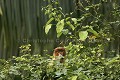 Jeune Singes nasique en train de manger dans les arbres de la mangrove.
Young Probocis Monkey  eating leaves in Mangrove trees.
(Nasalis larvatus)
Sarawak State. Bako National Park.
Borneo, Malaysia. 
 arbre 
 be´be´ 
 danger 
 espe`ce 
 famille 
 gros nez 
 infant 
 jeune 
 littoral 
 mammife`re 
 mangrove 
 mer de Chine 
 Nasalis 
 Nasalis larvatus 
 Nasique 
 nez 
 primate 
 Probocis 
 ridicule 
 rigolo 
 Sarawak 
 singe 
 MALAYSIA,  