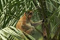 Jeune Singe nasique dans les palmiers.
Probocis Monkey 
Young Probocis Monkey in a Palm Tree. 
(Nasalis larvatus)
Sarawak State. Bako National Park.
Borneo, Malaysia. 
 arbre 
 be´be´ 
 danger 
 espe`ce 
 famille 
 gros nez 
 infant 
 jeune 
 littoral 
 mammife`re 
 mangrove 
 mer de Chine 
 Nasalis 
 Nasalis larvatus 
 Nasique 
 nez 
 palm tree 
 primate 
 Probocis 
 ridicule 
 rigolo 
 Sarawak 
 singe 
 young 
 MALAYSIA,  