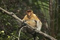 Singe nasique male.
Parc National de Bako. Sarawak, Borneo, Malaisie.
(Nasalis larvatus) Asie 
Bako 
Bornéo
équateur
 forêt 
 île 
 Malaisie 
 mangrove 
 Nasalis larvatus 
 nasique 
 nez 
 Parc National 
 Parc National de Bako 
 primate 
 Proboscis 
 Sarawak 
 singe 
 Borneo, Malaysia, 