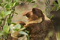 Singe nasique mâle.
Parc National de Bako. Sarawak, Borneo, Malaisie.
(Nasalis larvatus) Asie 
 Bako 
 Borneo
équateur
 forêt 
 île 
 Malaisie 
 mangrove 
 Nasalis larvatus 
 nasique 
 nez 
 Parc National 
 Parc National de Bako 
 primate 
 Proboscis 
 Sarawak 
 singe 
 Borneo, Malaysia, 