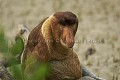 Singe nasique mâle.
Parc National de Bako. Sarawak, Borneo, Malaisie.
(Nasalis larvatus) Asie 
 Bako 
 Borneo
équateur
 forêt 
 île 
 Malaisie 
 mangrove 
 Nasalis larvatus 
 nasique 
 nez 
 Parc National 
 Parc National de Bako 
 primate 
 Proboscis 
 Sarawak 
 singe 
 Borneo, Malaysia, 