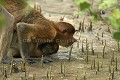 Singes nasiques, femelle et son jeune en train de boire de l'eau salée dans la mangrove a marée basse.
(Nasalis larvatus)
Parc National de Bako. Etat du Sarawak. Bornéo. Malaisie. danger 
 drinking 
 espèce 
 gros nez 
 littoral 
 mammifère 
 mangrove 
 mer de Chine 
 Nasalis larvatus 
 Nasique 
 nez 
 primate 
 Probocis 
 Probocis monkey 
 ridicule 
 rigolo 
 salt water 
 Sarawak 
 singe 
 MALAYSIA, 