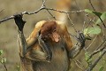 Singe nasique femelle en train de s e gratter avec ses pattes postérieures.
Bako National Park. Borneo, Sarawak State.
(Nasalis larvatus)
Malaisie. danger 
 drinking 
 espèce 
 gros nez 
 littoral 
 mammifère 
 mangrove 
 mer de Chine 
 Nasalis larvatus 
 Nasique 
 nez 
 primate 
 Probocis 
 Probocis monkey 
 ridicule 
 rigolo 
 salt water 
 Sarawak 
 singe 
 MALAYSIA, 