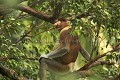 Nasique de Bornéo, mâle dominant, dans les palétuviers.
 (Nasalis larvatus).
Bako National Park.
Sarawak State. Borneo. Malaysia.
 danger 
 drinking 
 espèce 
 gros nez 
 littoral 
 mammifère 
 mangrove 
 mer de Chine 
 Nasalis larvatus 
 Nasique 
 nez 
 primate 
 Probocis 
 Probocis monkey 
 ridicule 
 rigolo 
 salt water 
 Sarawak 
 singe 
 MALAYSIA, 