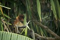 Jeune Singe Nasique, male, en train de manger des feuilles dans des palmiers dans la foret littorale du Parc National de Bako. Etat du Sarawak. Borneo. Malaisie.
(Nasalis larvatus)
 danger
drinking
espèce
gros nez
littoral
mammifère
mangrove
mer de Chine
Nasalis larvatus
Nasique
nez
primate
Probocis
Probocis monkey
ridicule
rigolo
salt water
Sarawak
singe
MALAYSIA, 