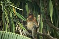 Jeune Singe Nasique, mâle,  dans des palmiers dans la foret littorale du Parc National de Bako. Etat du Sarawak. Bornéo. Malaisie.
(Nasalis larvatus)
 danger
drinking
espèce
gros nez
littoral
mammifère
mangrove
mer de Chine
Nasalis larvatus
Nasique
nez
primate
Probocis
Probocis monkey
ridicule
rigolo
salt water
Sarawak
singe
MALAYSIA, 
Bako, 