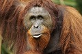 Orang Outan male age mais non dominant. 
Individu semi-sauvage.
(Pongo pygmeus)
Sarawak State. Etat du Sarawak.
Borneo. Malaysia. Asie 
 Borneo 
 Malaisie 
 Orang Outan 
 Pongo pygmaeus pygmaeus 
 Sarawak 
 arboricole 
 arbres 
 chaleur 
 deforestation 
 eàÅquateur 
 foret 
 ape 
 jungle 
 poils 
 primaire 
 primate 
 singe 
 tropicale 