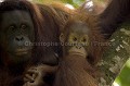 Femelle Orang Outan et son jeune.
La mère est semi-sauvage, le jeune totalement sauvage, né en liberté. (Pongo pygmaeus). Bornéo. Sarawak. Malaisie. Borneo 
 grand singe 
 Malaisie 
 mammifere 
 Orang Outan 
 Pongo 
 primate 
 pygmeus ,
Bornéo,
femelle,
bébé, 
baby,
infant,
primate, 