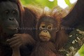 Femelle Orang Outan et son jeune.
Individus semi-sauvages, jeune totalement sau, Orang Outan. Orang Utan. (Pongo pygmaeus). Borneo. Sarawak. Malaisie. 
 Borneo 
 grand singe 
 Malaisie 
 mammifere 
 Orang Outan 
 Pongo 
 primate 
 pygmeus 
 Borneo, Malaisie, 
 Sarawak, 
 Kuching,  