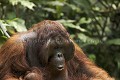 Orang Outan. Orang Utan. (Pongo pygmaeus). Borneo. Sarawak. Malaisie. 
 Asie 
 bois 
 Borneo 
 Borne´o 
 grand singe 
 homme 
 i^le 
 Malaisie 
 mammifere 
 mammife`re 
 Orang Outan 
 Pongo 
 Pongo pygmaeus pygmaeus 
 primate 
 pygmeus 
 Sarawak 
 Semenggoh Nature Reserve 
 singe  