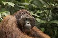 Orang Outan. Orang Utan. (Pongo pygmaeus). Borneo. Sarawak. Malaisie. 
 Asie 
 bois 
 Borneo 
 Borne´o 
 grand singe 
 homme 
 i^le 
 Malaisie 
 mammifere 
 mammife`re 
 Orang Outan 
 Pongo 
 Pongo pygmaeus pygmaeus 
 primate 
 pygmeus 
 Sarawak 
 Semenggoh Nature Reserve 
 singe  