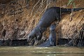 Loutre géante du Brésil - Amazonian Giant Otter (Pteronura brasiliensis) Pantanal River, Rivière du Pantanal. Brésil - Brazil 
 Amazonian 
 Amazonie 
 Amerique du sud 
 Brazil 
 Bresil 
 Giant 
 Loutre 
 Mustélidés 
 Otter 
 Pantanal 
 Piquiri 
 Pteronura 
 Rio 
 South America 
 Transpantaneira 
 brasiliensis 
 contre jour 
 geante 
 géante 
 jeux 
 jouer 
 mustelide 
 mustelidea 
 mustelidés 
 nage 
 nager 
 play 
 playing 
 river 
 riviere 
 rivière 
 swim 
 Brésil, 
 Pantanal,  