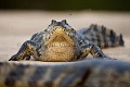 Jacare caiman -  {Caiman crocodilus yacare} Pantanal, Brésil.
 Amerique du sud 
 Brazil 
 Bresil 
 Caiman 
 Jacare 
 Pantanal 
 Piquiri 
 Rio 
 South America 
 bank 
 caiman 
 crocodilus 
 guepes 
 hymenopteres 
 insectes 
 insects 
 plage 
 reptile 
 ridge 
 rive 
 river 
 river bank 
 riviere 
 rivière 
 yacare 
 Brésil, 
 Pantanal, 