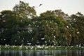 Héron, Aigrettes et cormorans dans les marais du Pantanal. Mato Grosso. Brésil. Amerique du sud 
 Ardea 
 Brazil 
 Bresil 
 Cormoran 
 Cormorant 
 Egrets 
 Héron 
 Pantanal 
 South America 
 aigrette 
 aigrettes 
 ardeidés 
 birds 
 colonie 
 egret 
 fishing 
 heron 
 oiseaux 
 pecher 
 échassiers 
 Brésil, 
 Pantanal, 