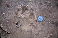 Empreinte de Jaguar femelle. (Panthera onca). Pantanal. Brazil. Amerique du sud 
 Brazil 
 Bresil 
 Jaguar 
 Pantanal 
 South America 
 bank 
 beach 
 cat 
 empreinte 
 femelle 
 footprint 
 félin 
 onca 
 plage 
 river bank 
 trace 
 track 
 Brésil, 
 Pantanal, 