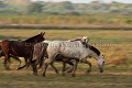 Horses in the Pantanal. Fazenda Santa Thereza. Mato Grosso. Brésil.
 Amerique du sud 
 Brazil 
 Bresil 
 Pantanal 
 South America 
 Transpantaneira 
 Brésil, 
 Pantanal, 