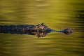 Jacare caiman head above water - Tête de caiman au-dessus de l'eau  {Caiman crocodilus yacare} Pantanal, Brazil, South America 
 Amerique du sud 
 Brazil 
 Bresil 
 Caiman 
 Jacare 
 Pantanal 
 Piquiri 
 Rio 
 South America 
 bank 
 caiman 
 crocodilus 
 guepes 
 hymenopteres 
 insectes 
 insects 
 plage 
 reptile 
 ridge 
 rive 
 river 
 river bank 
 riviere 
 rivière 
 yacare 
 Brésil, 
 Pantanal,  