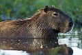Capybara (Hydrochoerus hydrochaeris). Cabiai. Pantanal, Brazil 
 Amerique du sud 
 Brazil 
 Bresil 
 Cabiais 
 Capybara 
 Capyvara 
 Pantanal 
 Rodent 
 South America 
 biggest 
 monde 
 plus gros 
 record 
 rongeur 
 world 
 Brésil, 
 Pantanal,  