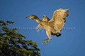 Black-Crowned Night Heron Juvenile , landing on a Tree  (Nycticorax nycticorax). Pantanal. Mto Grosso. Brésil. America 
 Amerique du sud 
 Black-Crowned 
 Brazil 
 Bresil 
 Héron 
 Héron bihoreau 
 Nycticorax 
 Pantanal 
 South America 
 ailes 
 atterir 
 bleu 
 blue 
 ciel 
 heron 
 landing 
 legs 
 pattes 
 wings 
 Brésil, 
 Pantanal, 