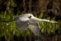 Héron cocoi volant au-dessus d'une rivière. (Ardea cocoi). Pantanal. Brésil. Amerique du sud 
 Ardea 
 Brazil 
 Bresil 
 Héron 
 Pantanal 
 South America 
 White-Necked 
 cocoi 
 heron 
 Brésil, 
 Pantanal, 