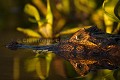 Jacare caiman head above water - Tête de caiman au-dessus de l'eau  {Caiman crocodilus yacare} Pantanal, Brazil, South America 
 Amerique du sud 
 Brazil 
 Bresil 
 Caiman 
 Jacare 
 Pantanal 
 Piquiri 
 Rio 
 South America 
 bank 
 caiman 
 crocodilus 
 guepes 
 hymenopteres 
 insectes 
 insects 
 plage 
 reptile 
 ridge 
 rive 
 river 
 river bank 
 riviere 
 rivière 
 yacare 
 Brésil, 
 Pantanal,  