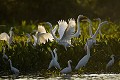 Herons  egrets  in the Pantanal -  Mato Grosso. Brésil. Amerique du sud 
 Ardea 
 Brazil 
 Bresil 
 Cormoran 
 Cormorant 
 Egrets 
 Héron 
 Pantanal 
 South America 
 aigrette 
 aigrettes 
 ardeidés 
 birds 
 colonie 
 egret 
 fishing 
 heron 
 oiseaux 
 pecher 
 échassiers 
 Brésil, 
 Pantanal, 