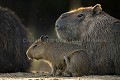Capybara (Hydrochoerus hydrochaeris). Cabiai. Pantanal, Brazil 
 Amerique du sud 
 Brazil 
 Bresil 
 Capybara 
 Hydrochoerus 
 Pantanal 
 Rodent 
 South America 
 cabiai 
 hydrochaeris 
 rongeur 
 young 
 Brésil, 
 Pantanal,  