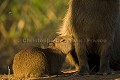 Capybara (Hydrochoerus hydrochaeris). Cabiais. Pantanal, Brésil. Amerique du sud 
 Brazil 
 Bresil 
 Capybara 
 Hydrochoerus 
 Pantanal 
 Rodent 
 South America 
 cabiai 
 hydrochaeris 
 rongeur 
 young 
 Brésil, 
 Pantanal, 