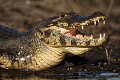 Caiman {Caiman crocodilus yacare} Pantanal, Brésil, Amérique du sud. Amerique du sud 
 Brazil 
 Bresil 
 Caiman 
 Jacare 
 Pantanal 
 Piquiri 
 Rio 
 South America 
 bank 
 caiman 
 croc 
 crocodilus 
 dentition 
 fear 
 guepes 
 gueule 
 hymenopteres 
 insectes 
 insects 
 lunette 
 mouth 
 open 
 peur 
 plage 
 reptile 
 ridge 
 rive 
 river 
 river bank 
 riviere 
 rivière 
 spectacled 
 yacare 
 Brésil, 
 Pantanal, 