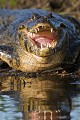 Jacare ou Caiman {Caiman crocodilus yacare} Pantanal, Brésil. Amerique du sud 
 Brazil 
 Bresil 
 Caiman 
 Jacare 
 Pantanal 
 Piquiri 
 Rio 
 South America 
 bank 
 caiman 
 croc 
 crocodilus 
 dentition 
 fear 
 guepes 
 gueule 
 hymenopteres 
 insectes 
 insects 
 lunette 
 mouth 
 open 
 peur 
 plage 
 reptile 
 ridge 
 rive 
 river 
 river bank 
 riviere 
 rivière 
 spectacled 
 yacare ,
reptile,
dents, 
teeth, 