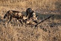 Lycaons en train de s'intéresser à mon trépied... qu'ils ont fini par faire tomber. Heureusement, aucun appareil n'était fixé dessus !
(Lycaon pictus). Désert du Kalahari. Botswana. Afrique,
Africa,
African,
Wild, 
Dog,
chien,
sauvage,
lycaon,
pictus,
trépied,
tripod,
playing,
jouer,
Botswana,
animal,
 