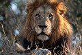 Lion mâle adulte dominant (Panthera leo). Photo au raz du sol. Réserve Privée de Thornybush. Afrique du Sud. Afrique Australe 
 Afrique du Sud 
 Jackalberry 
 Photographic Safari 
 Thornybush 
 animaux 
 photo 
 safari photo 
Lion,
panthera,
leo,
cat,
félin,
male,
mâle,
big,
five,
dominant, 