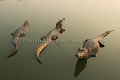 Caïmans à lunette dans les marais du Pantanal.
Spectacled Caimans or Jacares.
(Caiman crocodilus).
Cooling Down on a river bank.
Pantanal.
Brazil. 
 reptile 
 caïman 
 jacaré 
 gueule 
 dents 
 machoires 
 oeil 
 peau 
 Brésil 
 Reptile 
 caiman 
 black 
 mouth 
 teeth 
 jaws 
 open 
 water 
 Brazil  