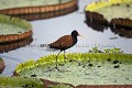 Jacana noir ou Jacana d'Amérique (Jacana jacana) , marche sure des feuilles de Nénuphar geant (Victoria amazonica). Pantanal. Brésil.
Wattled Jacana Walking (Jacana jacana)  on Giant Water Lilies (Victoria amazonica) in Pantanal. Brazil. 
 Brésil 
 Pantanal 
 oiseau 
 Jacana 
 feuilles 
 marcher 
 nénuphar 
 géant 
 Amazonie 
 Marais 
 zone humide 
 eau 
 Brazil 
 Pantnal 
 bird 
 Jacana 
 wattled 
 walking 
 WaterLily 
 amazonia 
 marsh 
 wetland 
 south america  