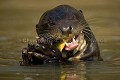 Loutre géante d'Amazonie en train de manger un piranha.
Giant Otter, eating a Piranha.
(Pteronura braziliensis)
Pantanal. 
Santa Teresa. 
Mato Grosso State.
Brazil. 
 Loutre 
 géante 
 amazonie 
 mammifère 
 manger 
 pattes 
 sauvage 
 Brésil 
 Pteronura 
 braziliensis 
 amerique 
 sud 
 Otter 
 amazonian 
 mammal 
 giant 
 Pteronura 
 braziliensis 
 Pantanal 
 south 
 america  