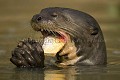 Loutre géante d'Amazonie en train de manger un poisson (piranha)
Giant Otter eating a fish (piranha)
(Pteronura braziliensis)
Pantanal. 
Santa Teresa. 
Mato Grosso State.
Brazil. 
 Loutre 
 géante 
 amazonie 
 mammifère 
 manger 
 pattes 
 sauvage 
 Brésil 
 Pteronura 
 braziliensis 
 amerique 
 sud 
 jacynthe eau 
 Otter 
 amazonian 
 mammal 
 giant 
 Pteronura 
 braziliensis 
 Pantanal 
 south 
 america  